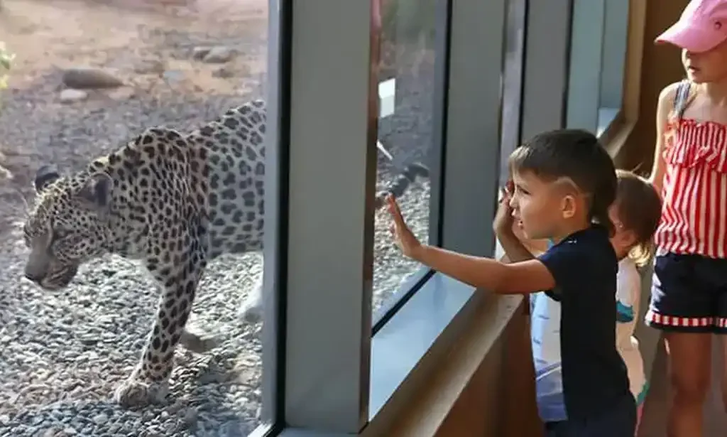 Animals in Arabian Wildlife Center