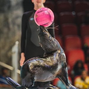 Dubai Dolphinarium