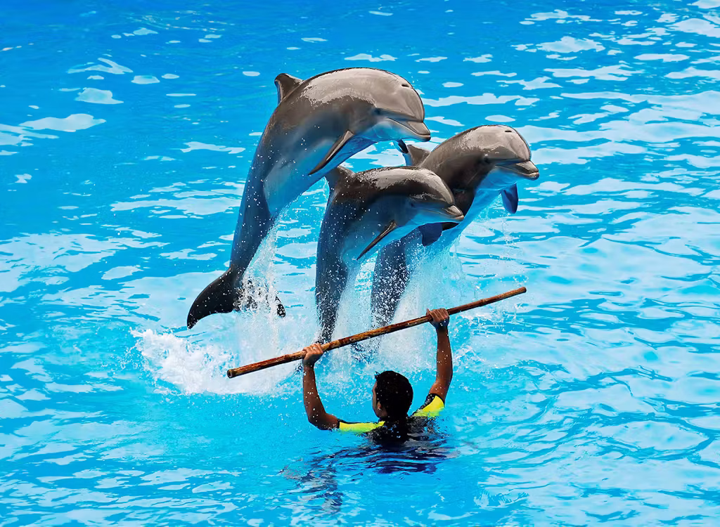 Dubai Dolphinarium