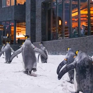 penguin encounter