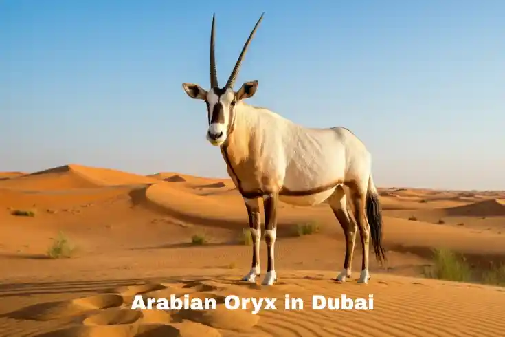 Arabian Oryx in Dubai