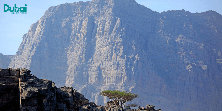 Best Musandam Tours From Dubai