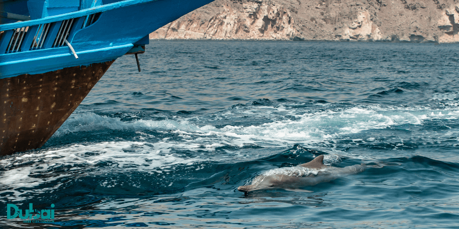 Best Musandam Tours From Dubai